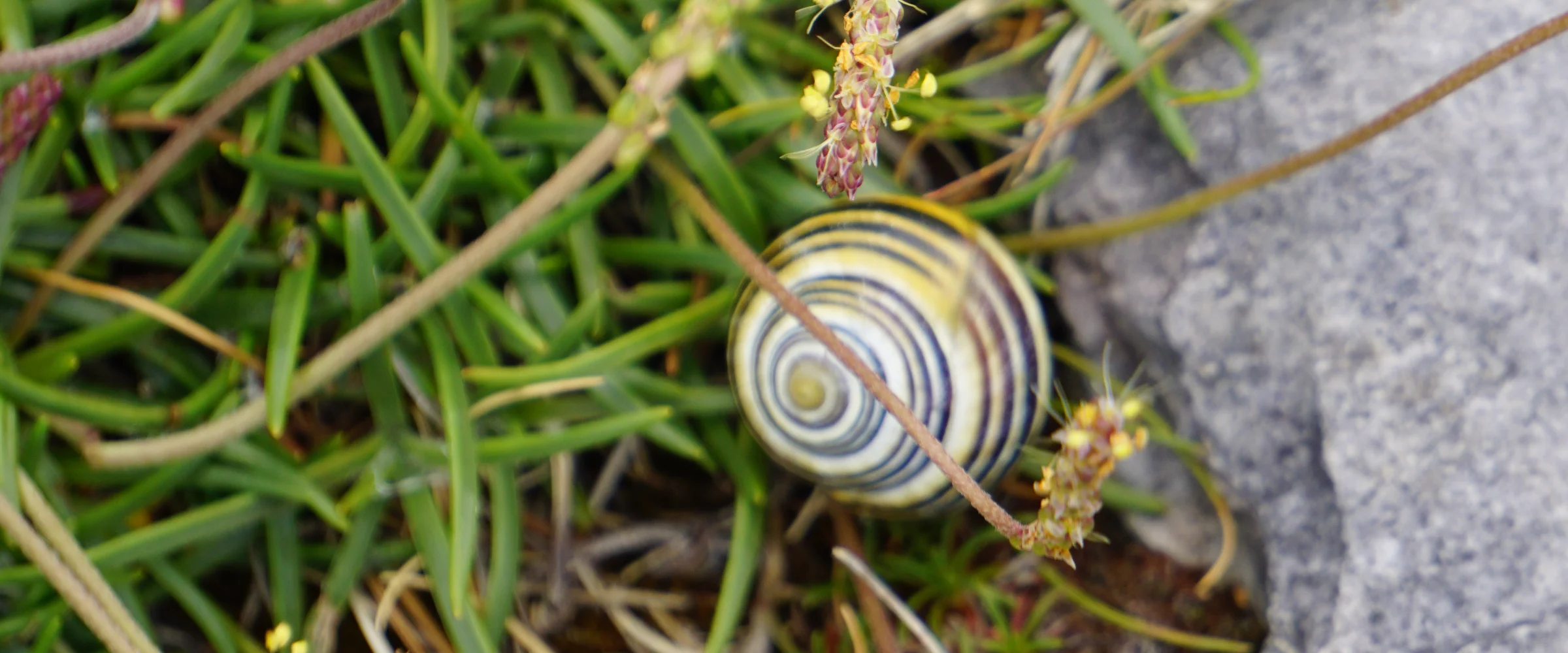 A snail on the Aran Islands
