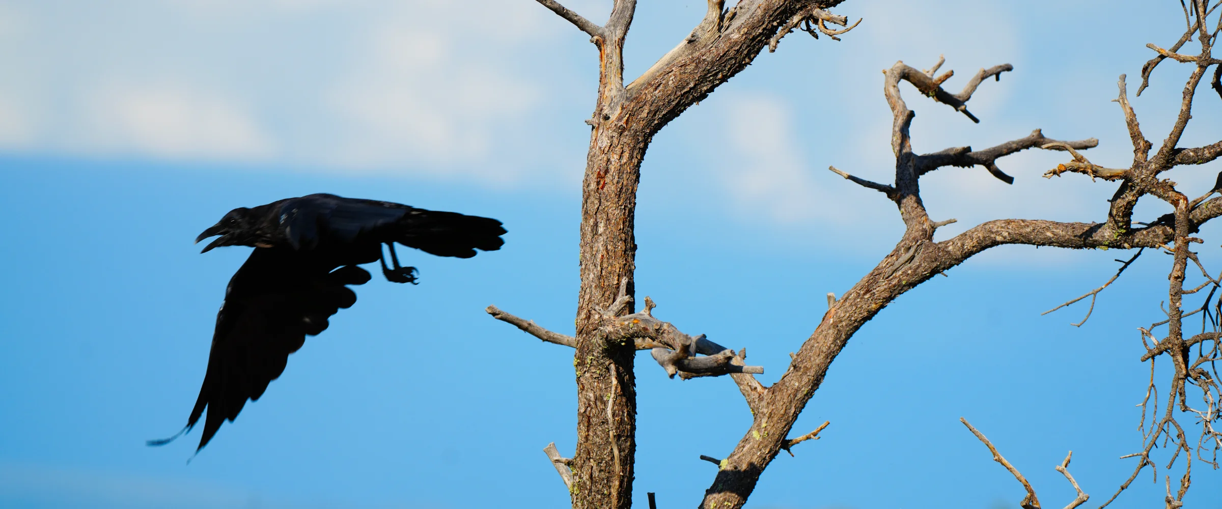 A California raven in the landscape
