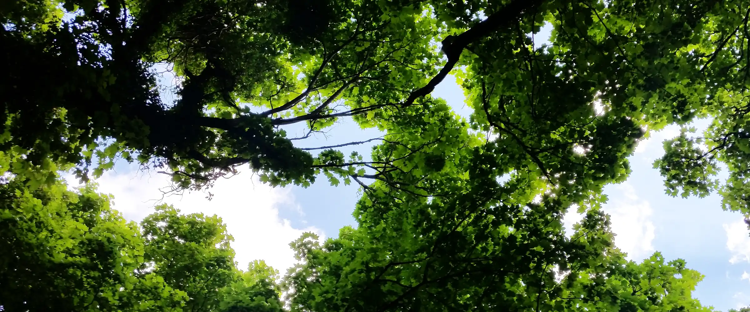 Looking up into the forest canopy