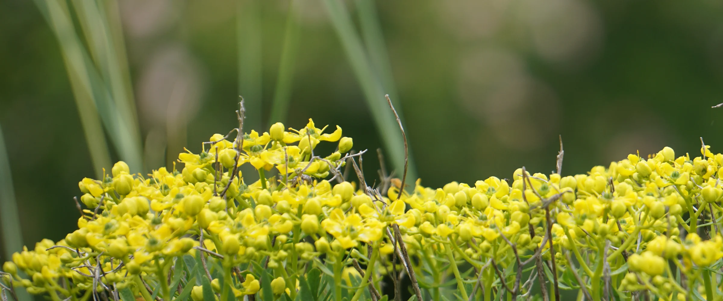 A bank of yellow wildflowers against soft green foliage