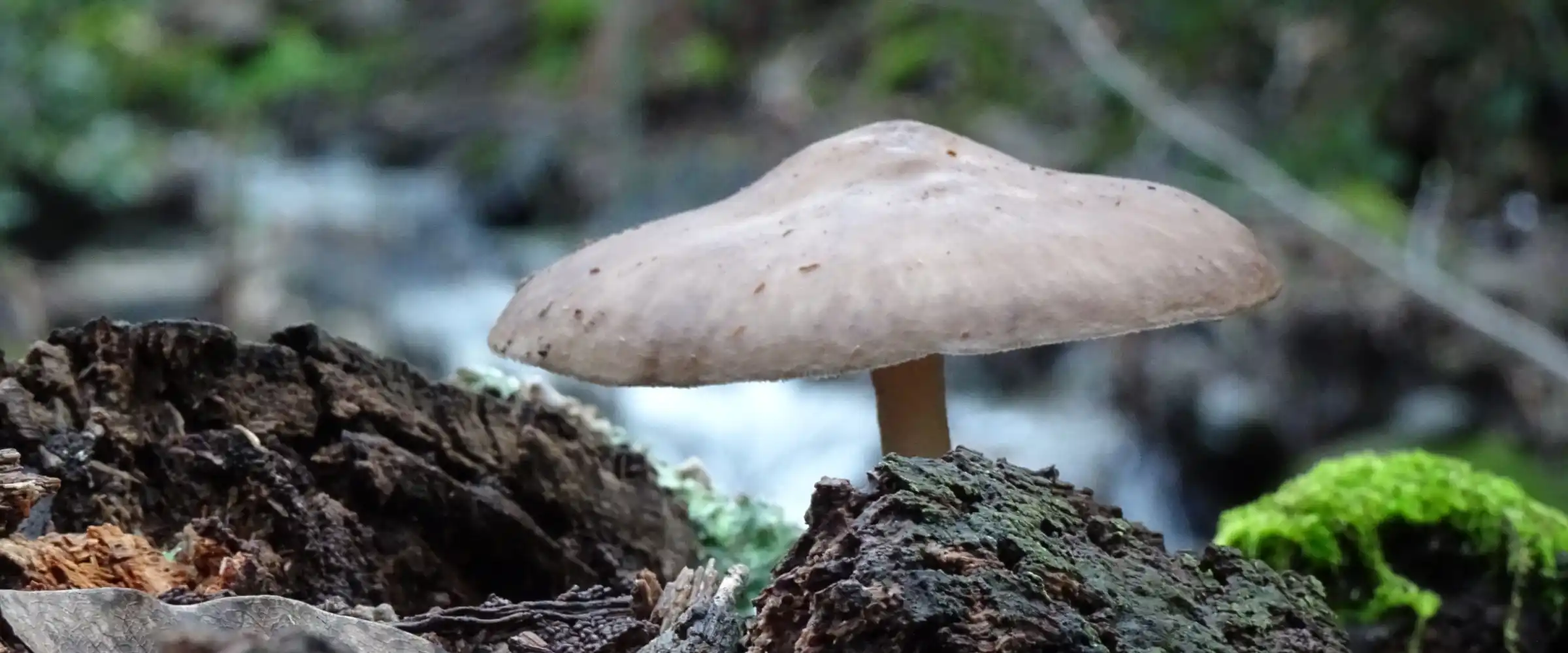 Mushrooms beside a forest stream