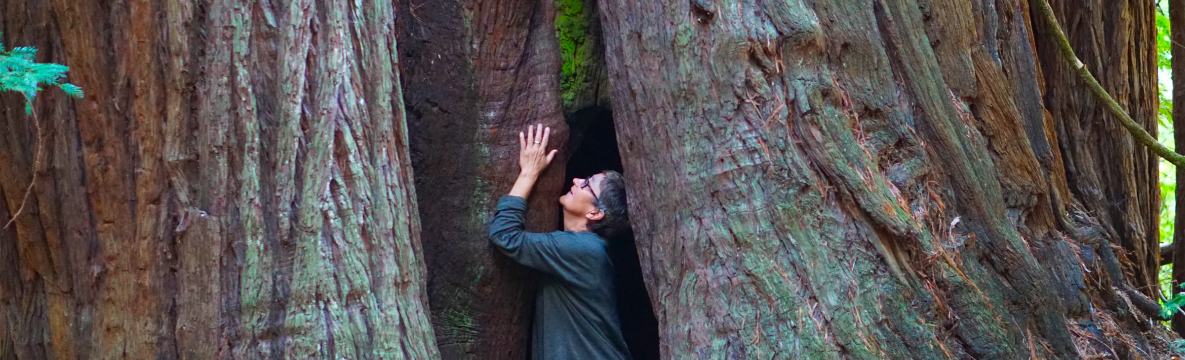 A person standing among towering redwoods, one hand resting on the bark, gazing up into the trees