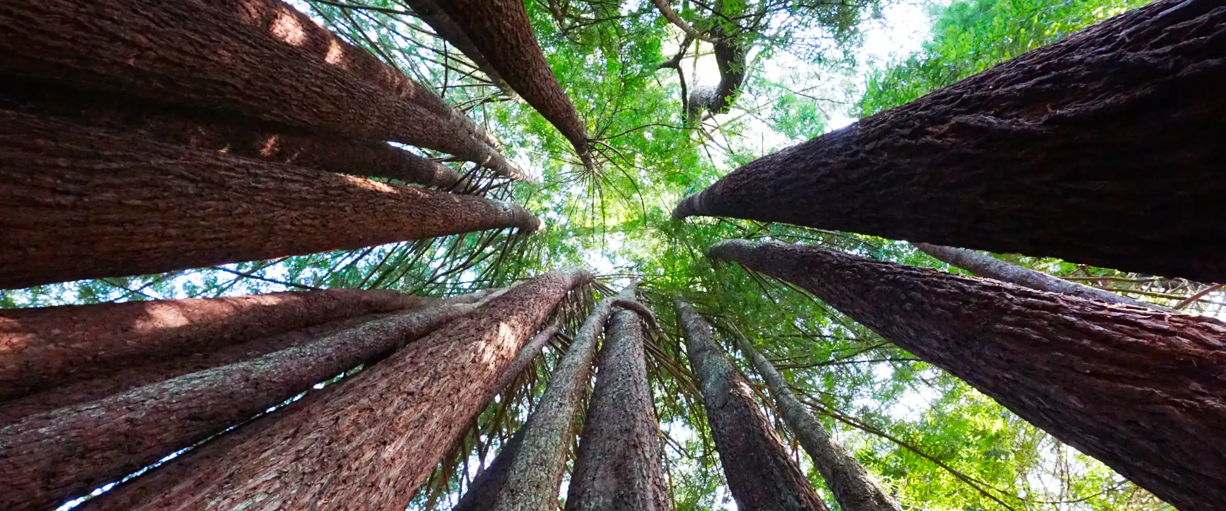 Crowns of trees converging against the sky