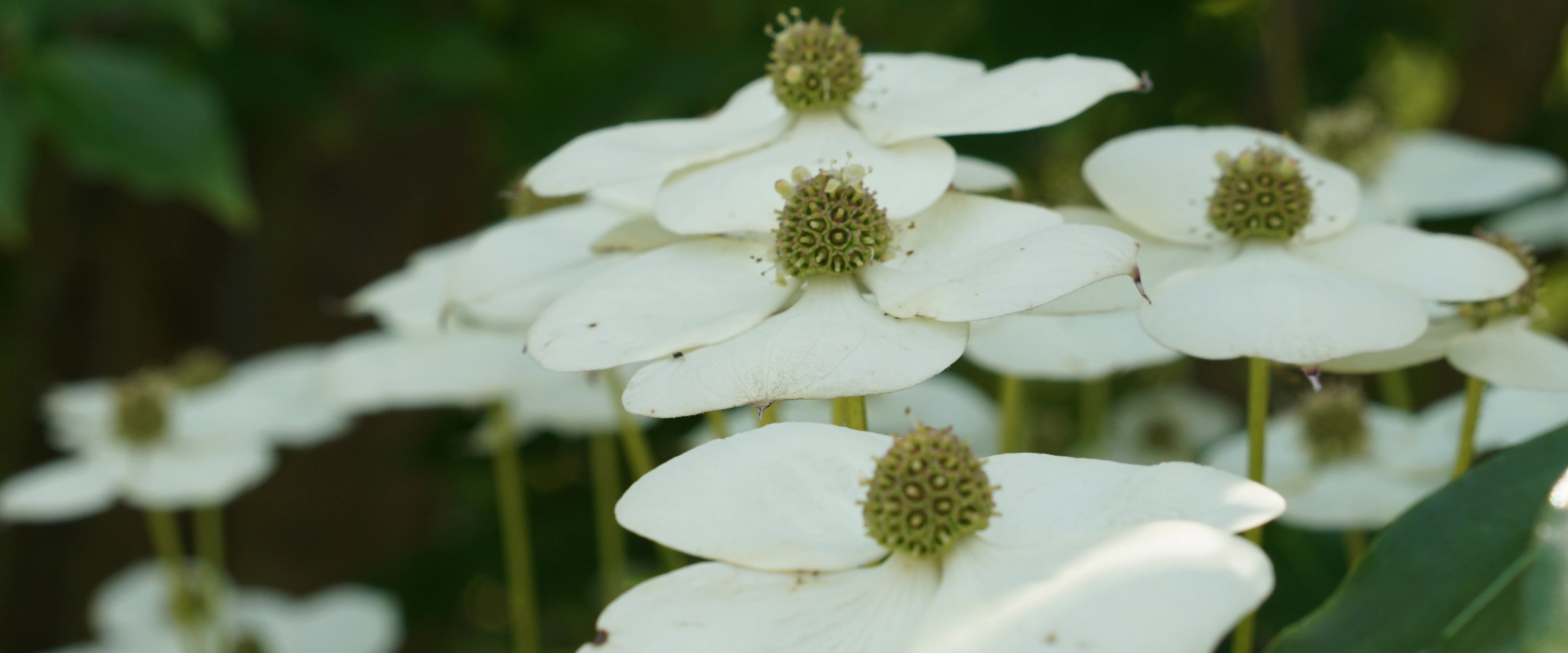 Dogwood blossoms in the forest