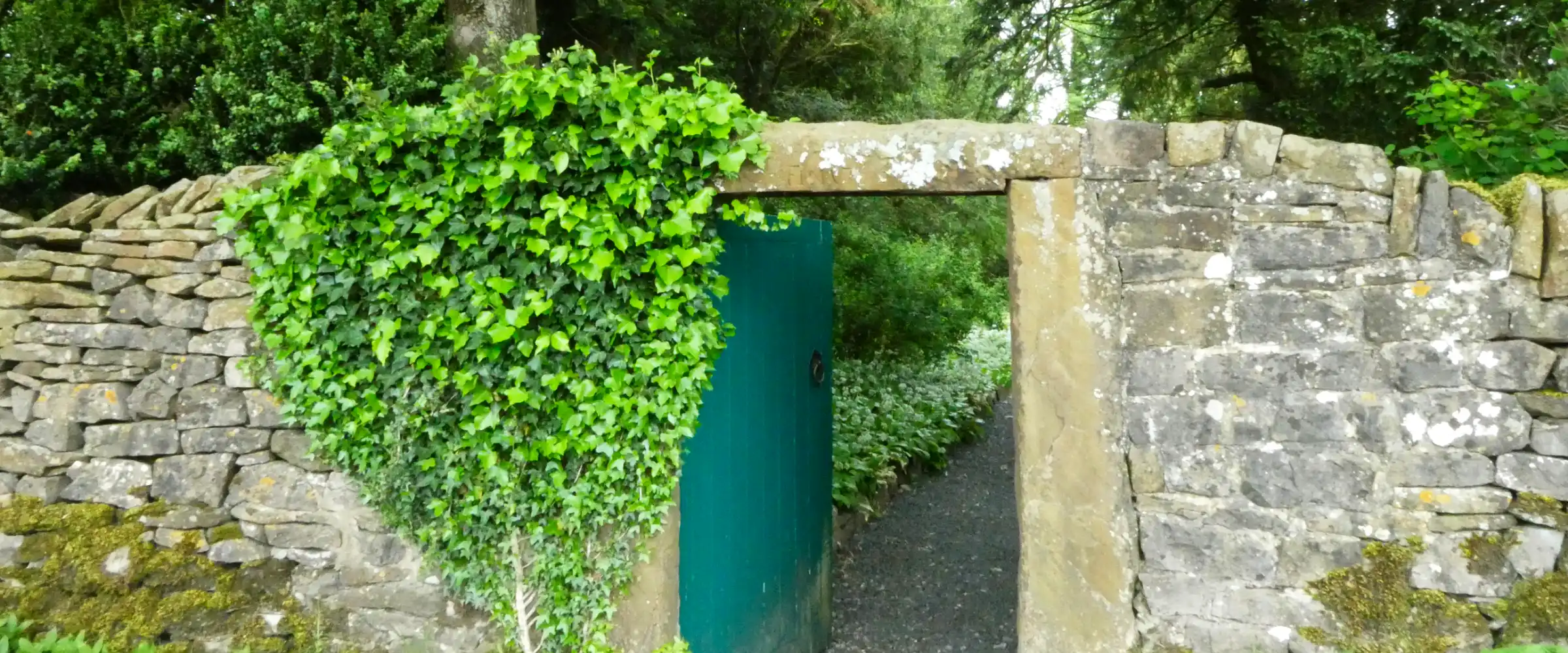 Light falling across a forest threshold