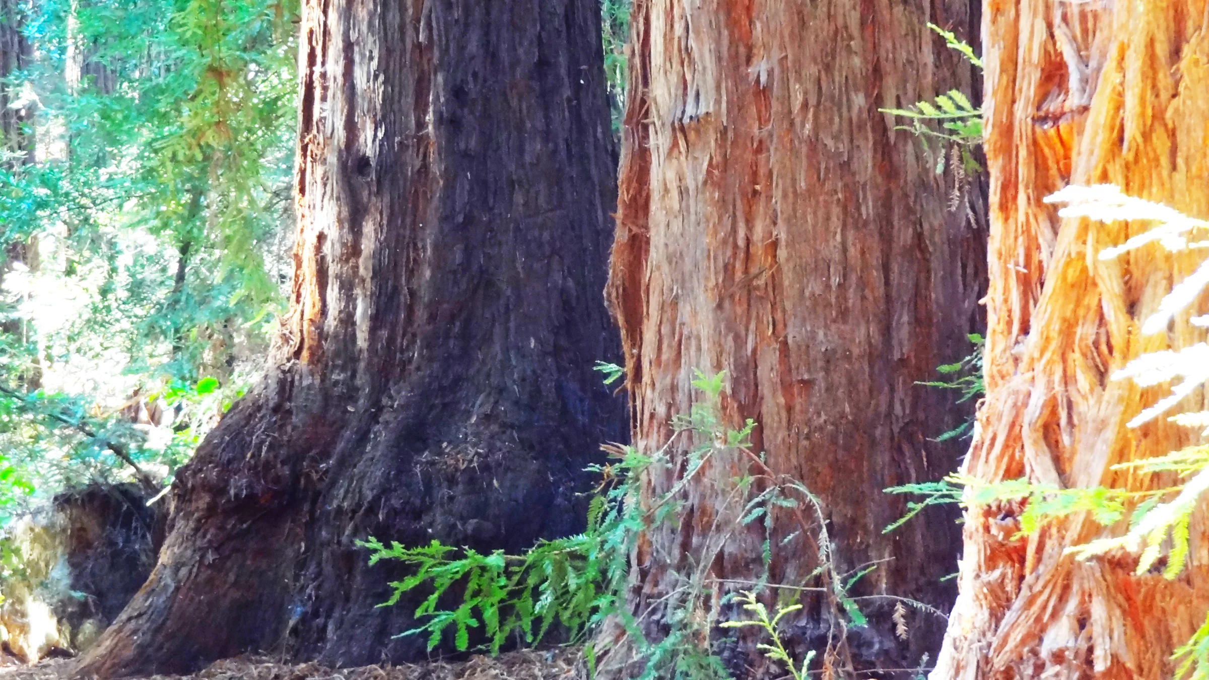Three redwood trunks growing close together in Cooper's Grove on Sonoma Mountain