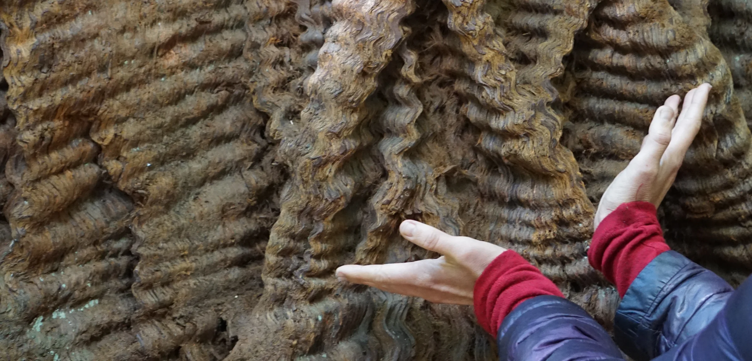 Two hands reaching to touch the deeply rippled, wave-like bark of an ancient tree