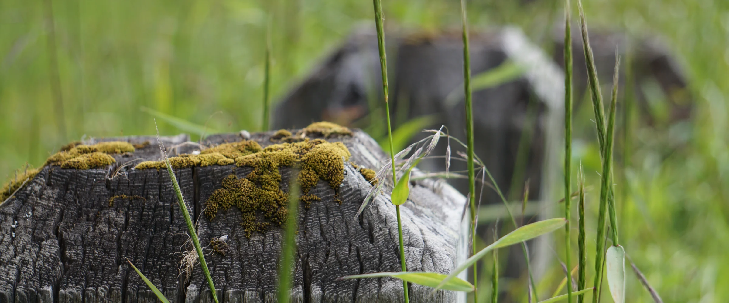 Wooden trail posts marking a forest path