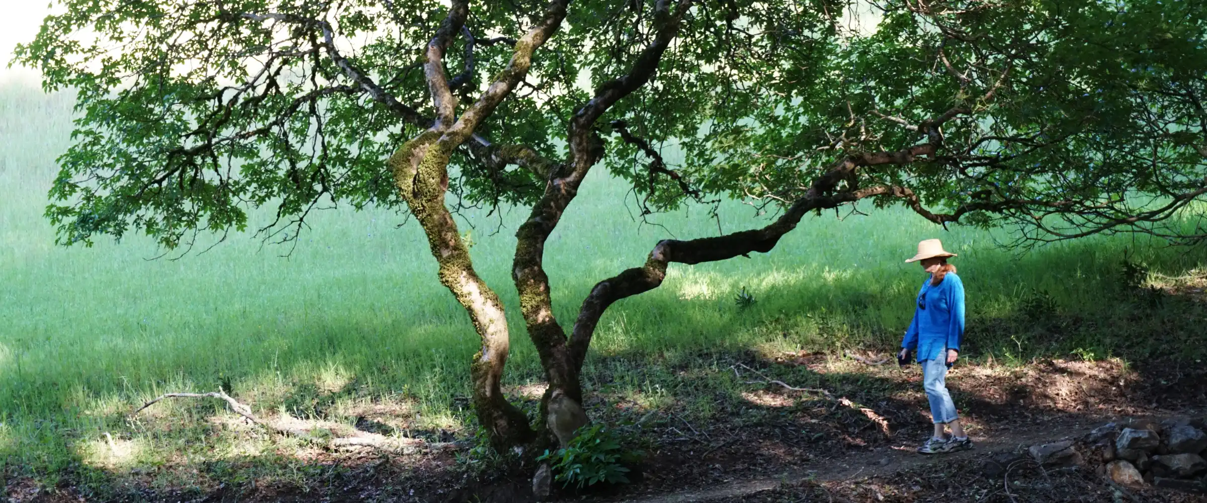 A quiet sit spot beneath mature trees