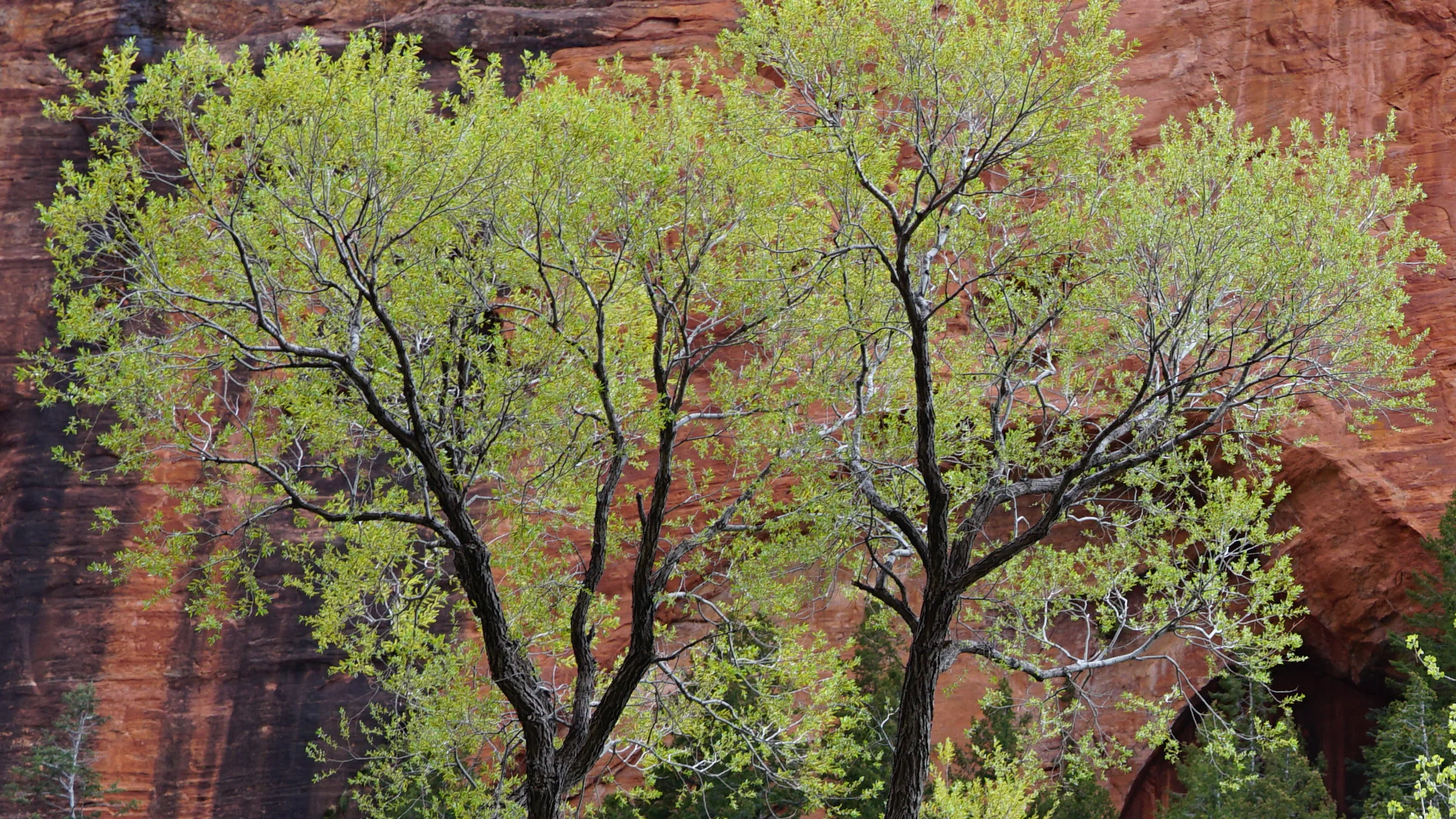 Spring-green trees in new leaf standing against a towering red sandstone canyon wall