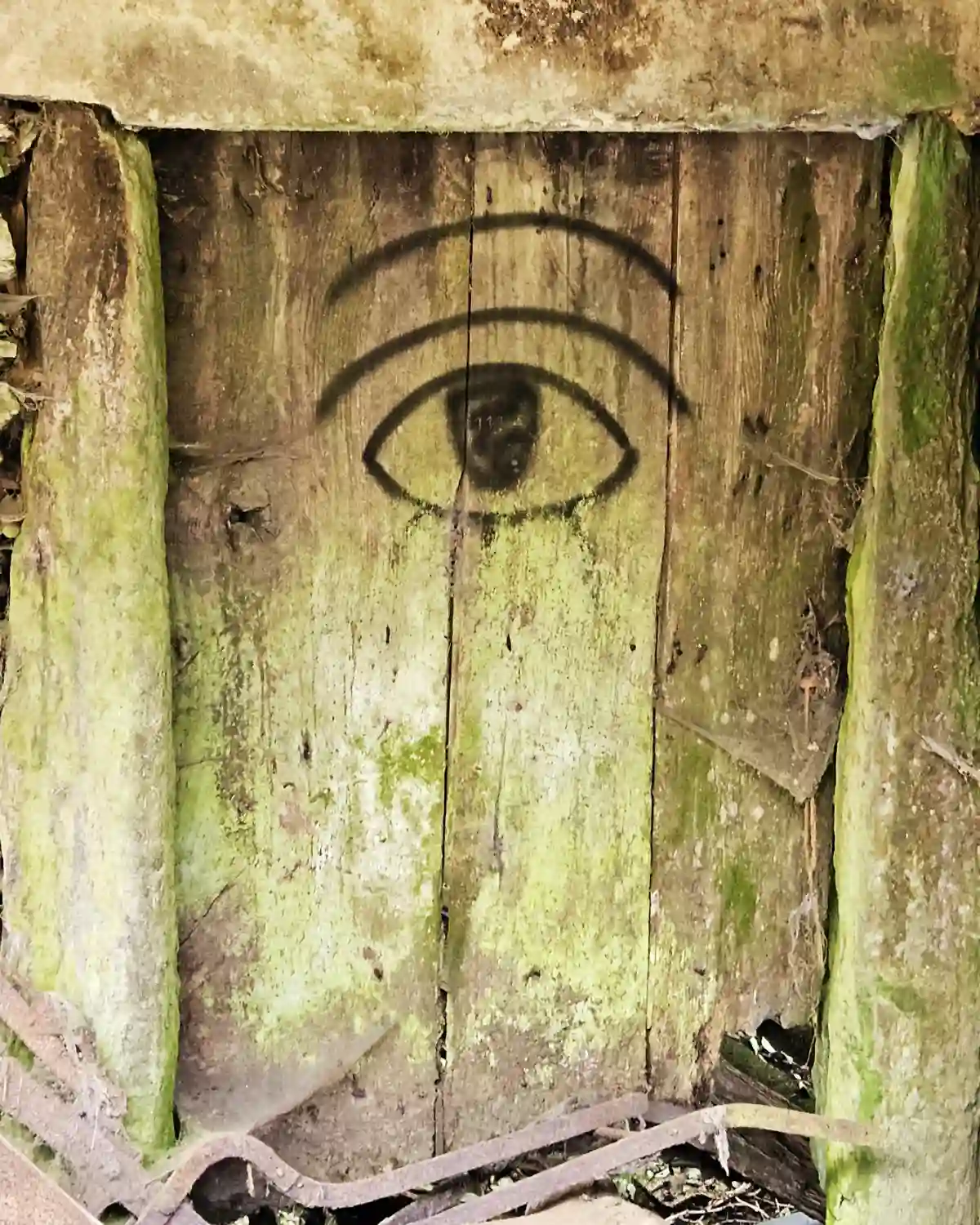 An applied forest therapy gathering