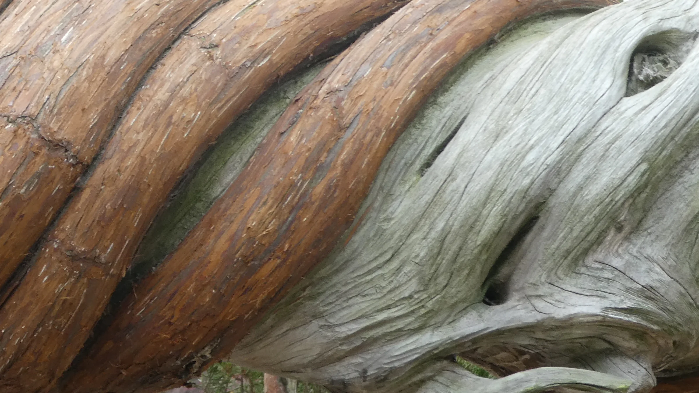 The spiralling, weathered trunk of an ancient tree, its grain twisting from red-brown bark into silvered wood